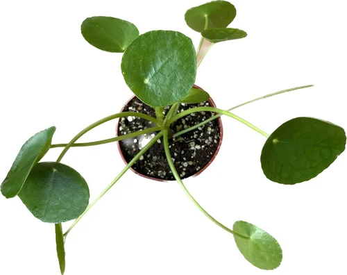 Miniatura 7 de Planta viva de dinero chino – Planta viva Pilea peperomioides Planta de interior de fácil cuidado Purificadora de aire Maceta de 4 y 6