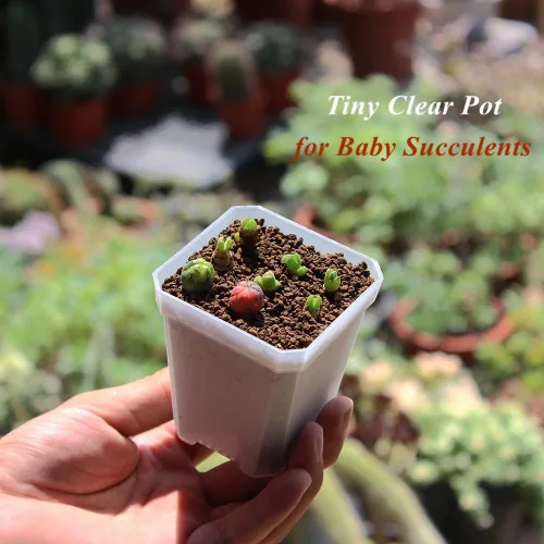 Miniatura 5 de Paquete de 60 macetas cuadradas de plástico pequeñas de 2.70 pulgadas, maceta para inicio de plantas y trasplante con orificio de drenaje