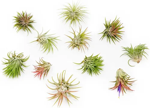 Miniatura 3 de Paquete de 12 plantas de aire Ionantha mexicanas, los colores y la forma varían debido a la estacionalidad, suculentas de Tillandsia vivas