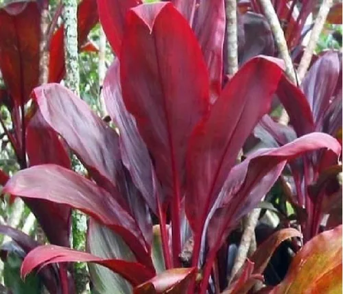 Miniatura 8 de Troncos de plantas de hojas de Ti rojas hawaianas, plantas tropicales vivas para interiores y exteriores, 2 troncos de corte de cordyline fruticosa