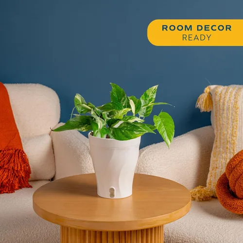 Miniatura 2 de Costa Farms – Planta de Pothos Albo Variegado viva en maceta auto-regante, purificadora de aire para interior, perfecta para decoración del hogar