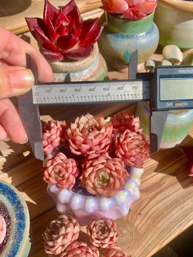 Miniatura 5 de Echeveria Ben Badis - Plantas suculentas vivas raras, planta viva roja de 4 a 5 cabezas de 3 pulgadas, paquete sin maceta y tierra, escritorio