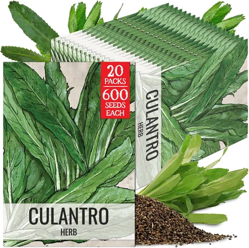 Miniatura 15 de Seed Needs Semillas de culantro para plantar cilantro mexicano, reliquia sin OMG y hierbas culinarias/medicinales no tratadas para cultivar un