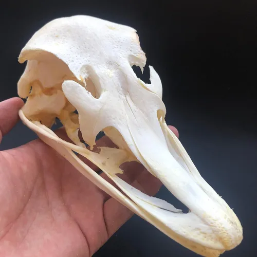 Miniatura 8 de Venta al por mayor 1/2/3/5/10 piezas de taxidermia animales reales, espécimen de huesos reales, suministros de arte hueso veterinario medicina 1: 1