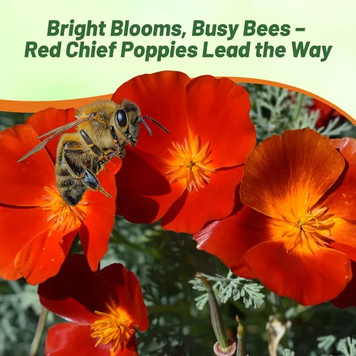 Miniatura 6 de Outsidepride Red Chief Semillas de amapola de California para plantar, 1/4 libras. Semillas anuales, tolerantes a la sequía y fáciles de cultivar