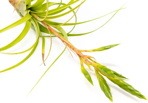 Miniatura 2 de Air Plant Shop Tillandsia Roland Gosselini - Paquete de 5 plantas suculentas vivas para el hogar y el jardín, plantas de interior y exterior