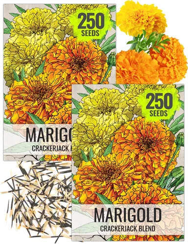 Miniatura 9 de Seed Needs Crackerjack - Semillas de caléndula para plantar, reliquia y flores anuales polinizadas abiertas, planta un jardín de mariposas