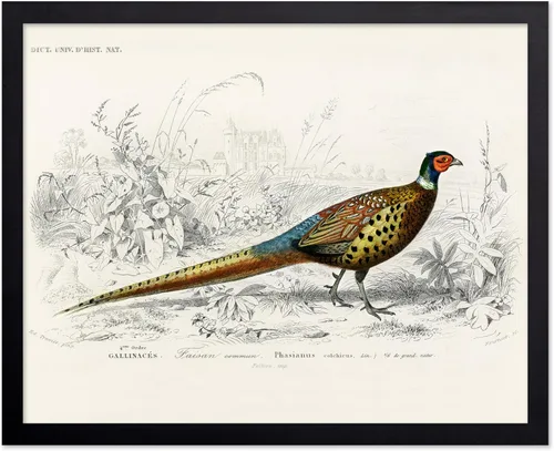 Miniatura 93 de Poster Master Vintage James Audubon Póster - Impresión Retro de Cuervo - Arte de Aves de América - Arte de Aves - Regalo para Hombres, Mujeres