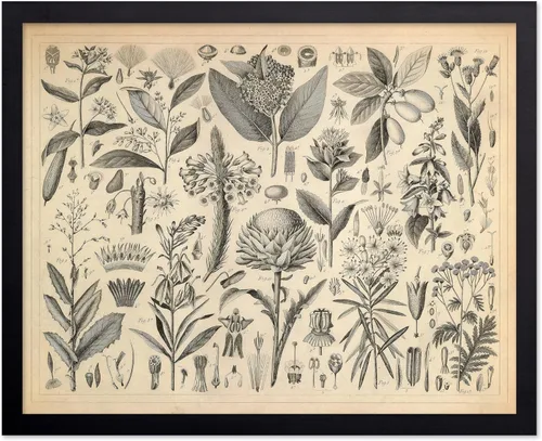 Miniatura 53 de Poster Master Póster Vintage de Plantas Cultivadas - Impresión Botánica Retro - Arte de Flores - Arte de Plantas - Regalo para Hombres y Mujeres