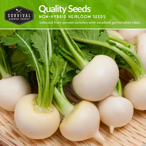 Miniatura 4 de Colección de semillas de nabo y rutabaga - 3 variedades para plantar en otoño y primavera Nabo superior morado, nabo blanco bola de nieve