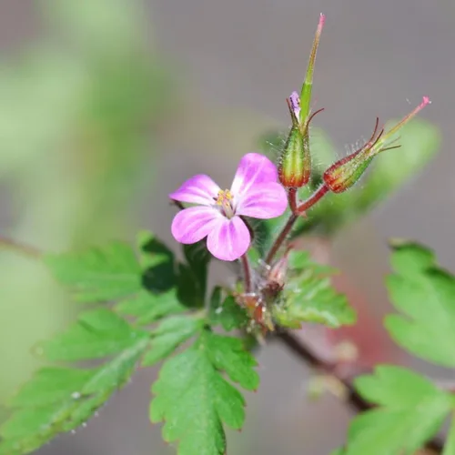 Herb Robert (Geranium robertianum) - Paquete de 10 Semillas