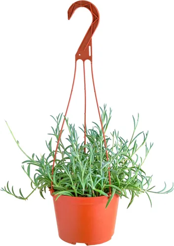 Shop Succulents Cadena de Anzuelos Suculenta Colgante, Senecio Radicans Glauca, Planta Suculenta Viva de 6 Pulgadas Completamente Enraizada con