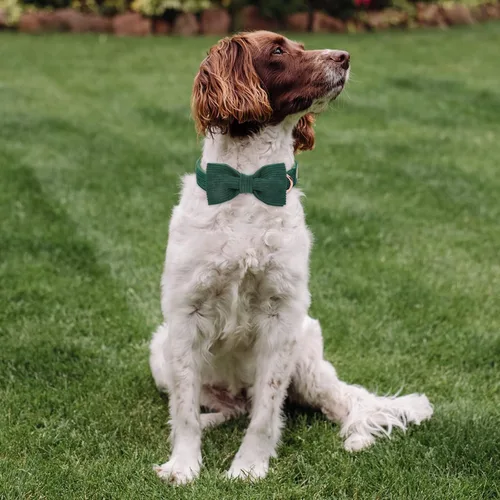 Miniatura 5 de Collares Verdes para Perros Pequeños, Lindo Collar de Pana para Perro con Corbatín, Hebilla de Metal de Seguridad, Collares Ajustables