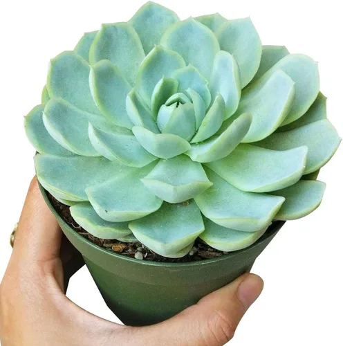 Miniatura 2 de Suculentas vivas Echeveria Elegans Bola de nieve mexicana de 4 pulgadas - Plantas suculentas vivas - Plantas suculentas raras vivas - Plantas Bola