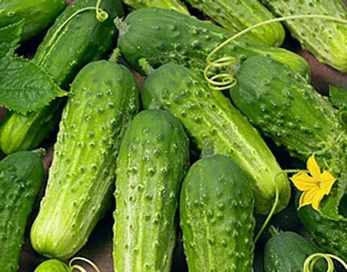 Pepino Boston Pickling Great Heirloom Vegetable by Seed Kingdom Bulk 1/4 lb Seeds
