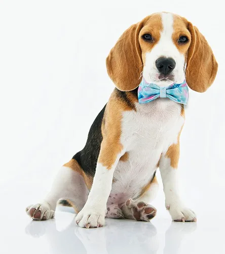 Miniatura 2 de Collar de perro personalizado, grabado personalizado con nombre de mascota, número de teléfono, etiqueta de identificación para razas pequeñas