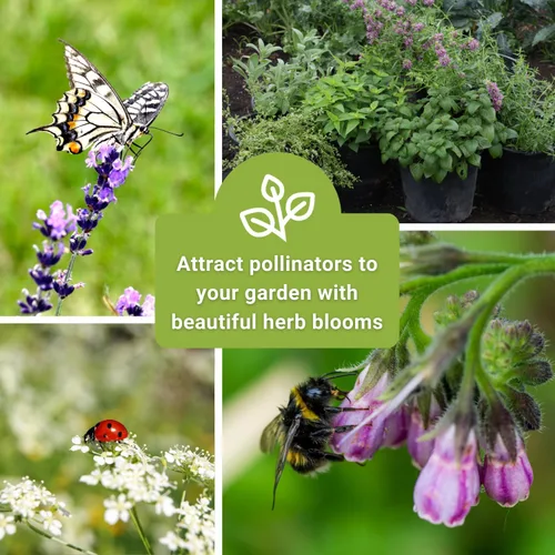 Miniatura 5 de Sow Right Seeds - Gran colección de semillas de hierbas medicinales para plantar - Manzanilla, equinácea, lavanda, menta, apio de panadero, melisa