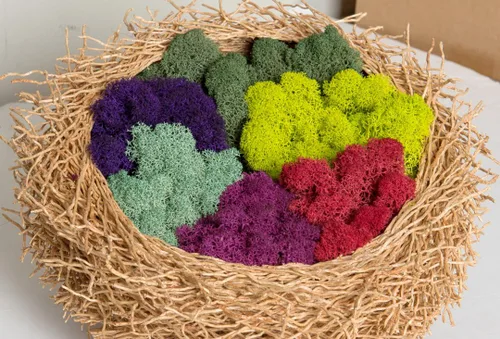 Miniatura 2 de Super Moss (23164) Musgo de reno preservado, fucsia, 2 onzas