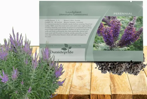 Outsidepride Leadplant Semillas de flores silvestres – 2000 piezas de semillas de flores silvestres perennes, similares a arbustos, tolerantes a la