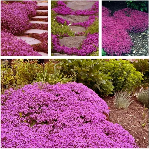 Miniatura 7 de Más de 20.000 semillas de tomillo rastrero cubierta del suelo, semillas de flores para plantar, Thymus Serpyllum perenne para jardín de rocas