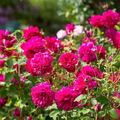 Miniatura 4 de Rosas arbustivas inglesas de reliquia, planta de raíz propia viva para jardín al aire libre, Thomas à Becket®, muy fragantes, zonas de rusticidad