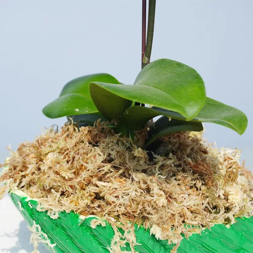 Miniatura 2 de Musgo esfagnum comprimido de 3.2 oz para plantas, musgo esfagnum prémium cuidadosamente seleccionado para orquídeas