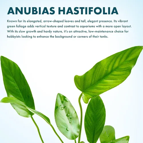 Miniatura 2 de SubstrateSource Plantas vivas – Anubias Hastifolia (Anubias hastifolia) – Luz baja a moderada, hojas en forma de flecha de color verde medio a