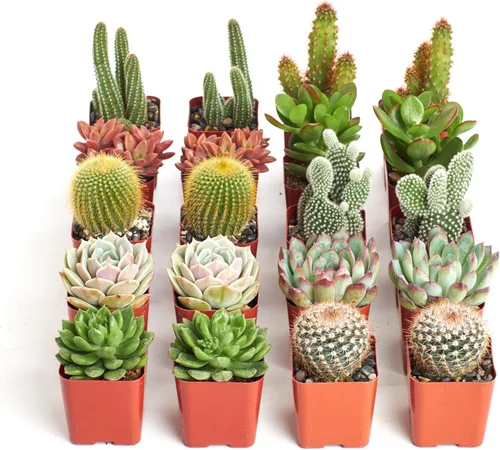 Miniatura 2 de Shop Succulents Premium Plantas suculentas mini vivas de cactus en macetas de 5 cm, fácil cuidado para jardinería en interiores o exteriores