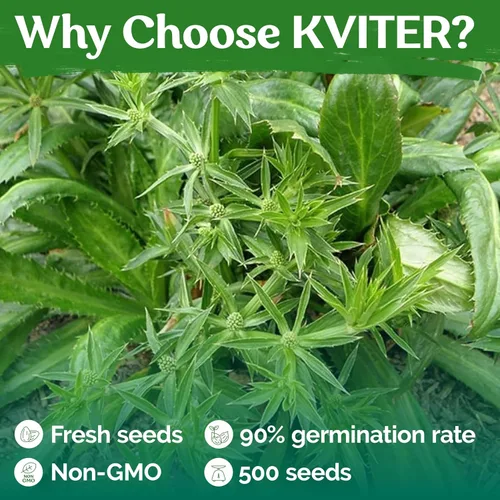 Miniatura 5 de KVITER 500 semillas de culantro (Eryngium Foetidum) – Semillas de Culantro/Semillas de cilantro mexicano/Recao/Chadon Beni Semillas de reliquia sin