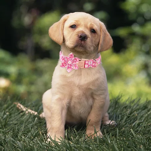 Miniatura 2 de Daisy - Collar de perro con corbatín de flores, suave y cómodo, collar de perro de algodón ajustable duradero para perros pequeños, medianos