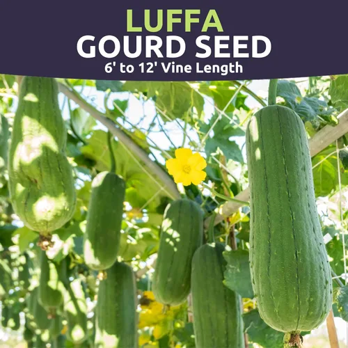 Miniatura 3 de Luffa Gourd - Sobre grande de 2,500 mg - 25 semillas de flores para plantar - Luffa aegyptiaca