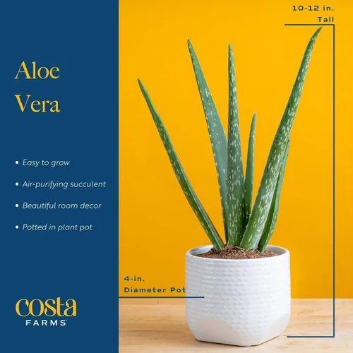 Miniatura 4 de Costa Farms Planta viva de aloe vera en maceta decorativa, fácil de mantener, suculenta purificadora de aire, decoración del hogar, habitación u