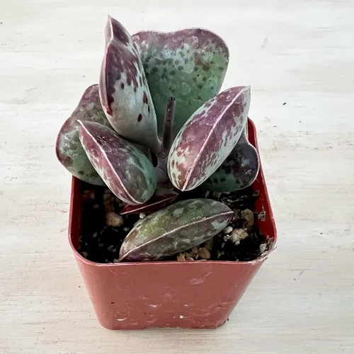 Miniatura 2 de Sprout N Green Adromischus triflorus 'Calico Hearts' - Suculenta, planta viva enraizada en maceta de 2 pulgadas, para interiores y exteriores