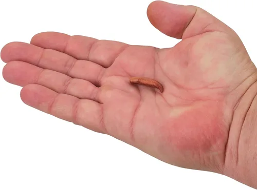 Miniatura 2 de Berkley Gulp! Cebo Blando de Pesca Flotante Pinched Crawler Nightcrawler - Aroma de ajo