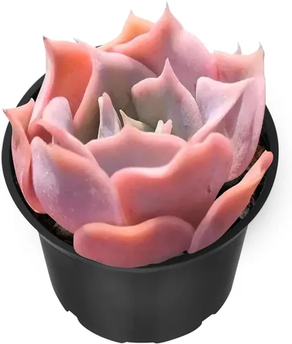 Miniatura 9 de Sprout N Green Echeveria 'Pink Tips', Mini planta suculenta viva totalmente arraigada en maceta de 2 pulgadas, planta de interior para interiores