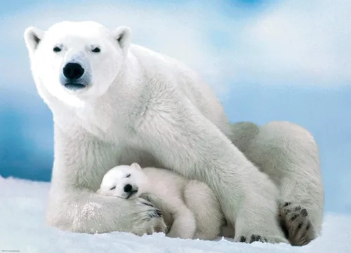 Miniatura 3 de EuroGraphics Rompecabezas de oso polar y bebé (1000 piezas), 6000-1198