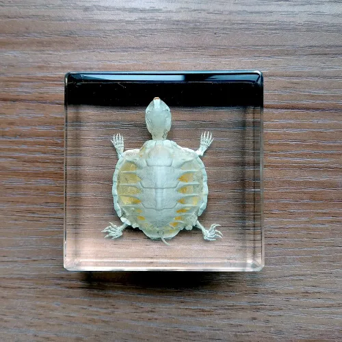 Miniatura 7 de Especímenes de esqueleto de tortuga real en manualidades de pisapapeles de resina, colección de taxidermia de animales para educación científica