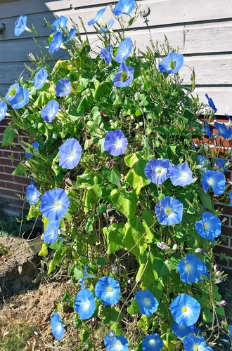 Miniatura 2 de TomorrowSeeds - Heavenly Blue Morning Glory Seeds - 1/2 Pound ~ 7,500+ Count - for 2026 Planting USA Garden Flower Vine Tropical Moon Clarke Plant