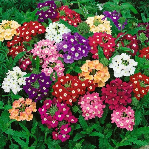 Miniatura 4 de Verbena Mix Hierba de la Cruz Flores Anuales para Plantar