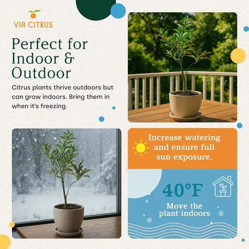 Miniatura 4 de Calamondin Tree - Plantas vivas para exteriores de 18 a 22 pulgadas de alto, árboles frutales de interior enanos, plantas vivas que no se pueden