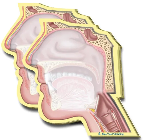 Miniatura 37 de Notas Adhesivas de Anatomía