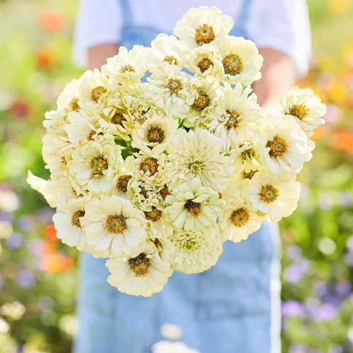 Miniatura 57 de Eden Brothers - Semillas de zinnia, cactus con flores, sin OMG, plantar en primavera, paquete, flores de bajo mantenimiento, zonas 3, 4, 5, 6, 7, 8