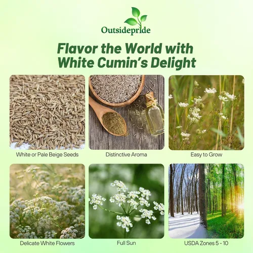 Miniatura 2 de Outsidepride Semillas de comino blanco comunes para plantar, 1000 piezas anuales, especias aromáticas, fáciles de cultivar, semillas sabrosas