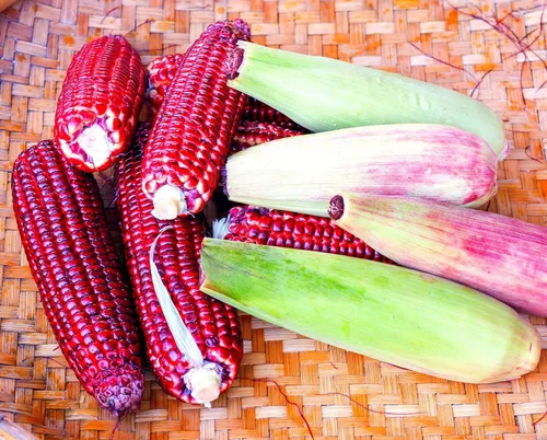 Semillas de maíz rojo para plantar, maíz indio de carnicero sangriento, cultivadas en Iowa, color impresionante (100 semillas)