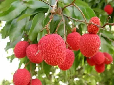 Miniatura 3 de 10 semillas frescas de lichi dulce de tamaño completo para cultivar tu propia planta de árbol frutal tropical Litchi