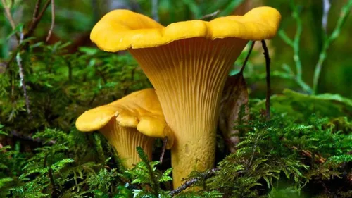 Miniatura 6 de Sporas Mushroom Golden Chanterelle Seeds Mycelium Spawn Hierloom Seed No OGM