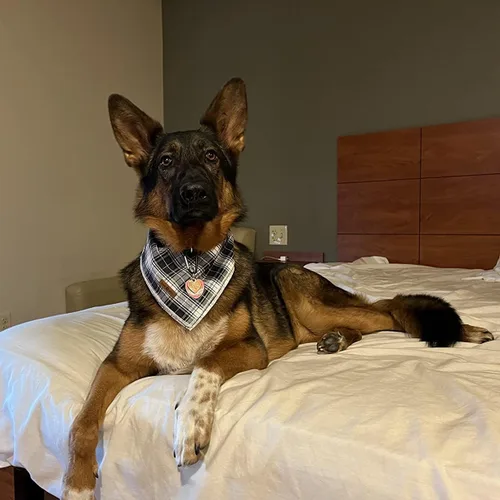 Miniatura 4 de Lionet Paws Bandana para Perro de Algodón Lavable Pañuelo Bufanda Bandana Triangular para Perros Pequeños Medianos y Grandes Cuadrícula Negra