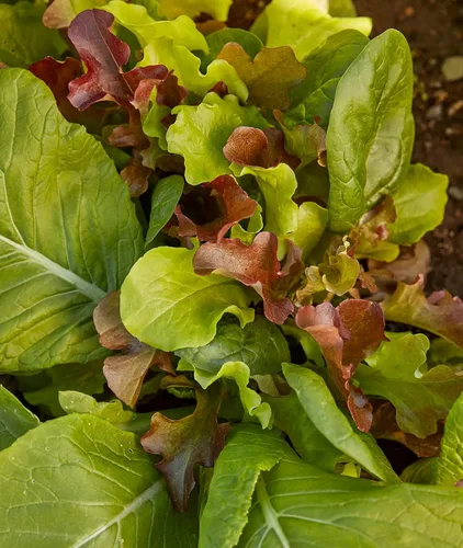 Burpee Sweet Salad Mix Mesclun Seeds 750 semillas