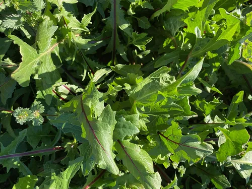 Miniatura 4 de Plant Good Seed Semillas orgánicas de achicoria de vetas rojas Italiko, paquete de 175, semillas tradicionales para plantar hierbas, suministros
