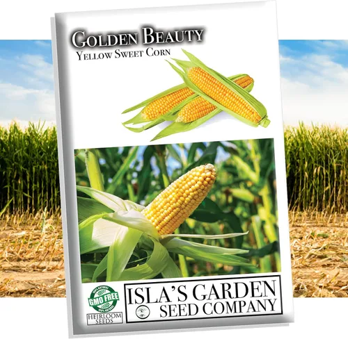 Golden Beauty - Semillas de maíz amarillo (Zea mays) – Más de 100 semillas tradicionales sin OMG por paquete de Isla's Garden Seeds, dulces y